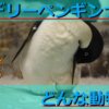 かわいいアデリーペンギンの生態を解説！寿命や面白い習性など詳しく紹介！